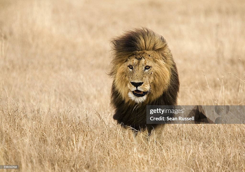 A Lion