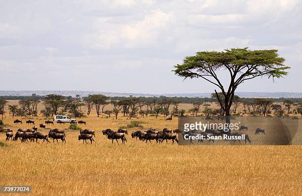 safari vehicle driving past a herd of wildebeest - wildebeest stock pictures, royalty-free photos & images