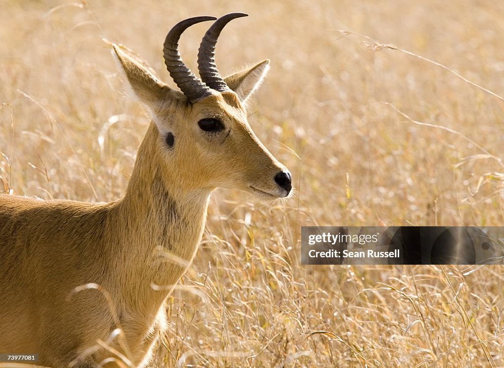 An antelope resting
