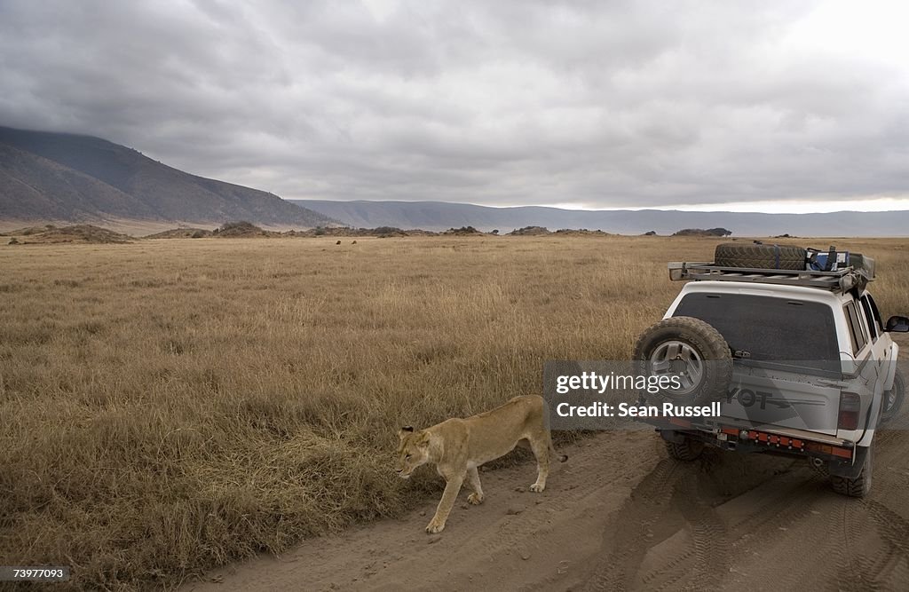 Lioness walking past safari vehicle