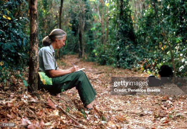 Scientist Jane Goodall studies the behavior of a chimpanzee during her research February 15, 1987 in Tanzania.