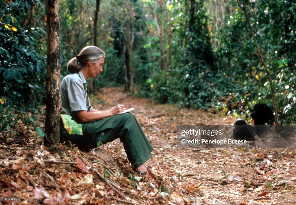 Scientist Jane Goodall...