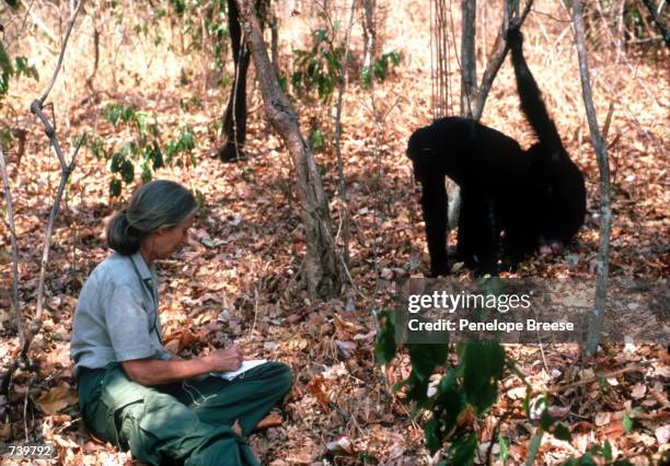Scientist Jane Goodall studies the behavior of a chimpanzee during her research February 15, 1987 in Tanzania.