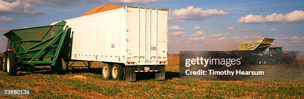 semi-trailer loaded in peanut field  with peanut harvester continuing to work field in background - peanuts field imagens e fotografias de stock