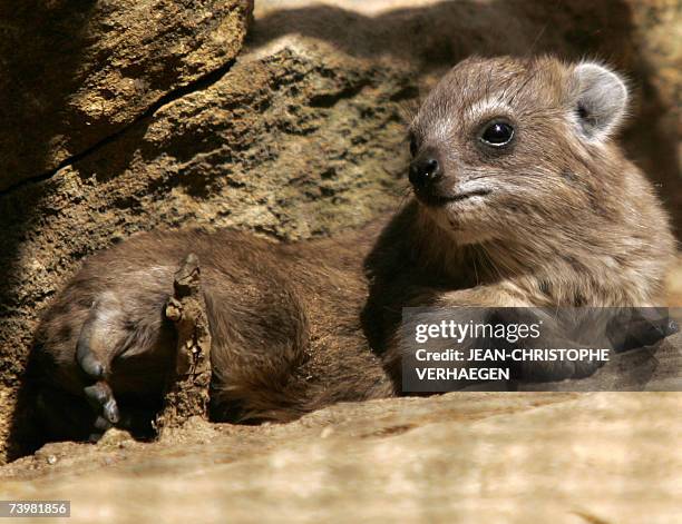 Borned Photos and Premium High Res Pictures - Getty Images