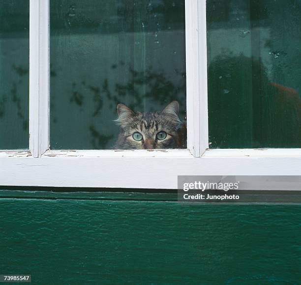 tabby cat looking through a window - cat window stock pictures, royalty-free photos & images