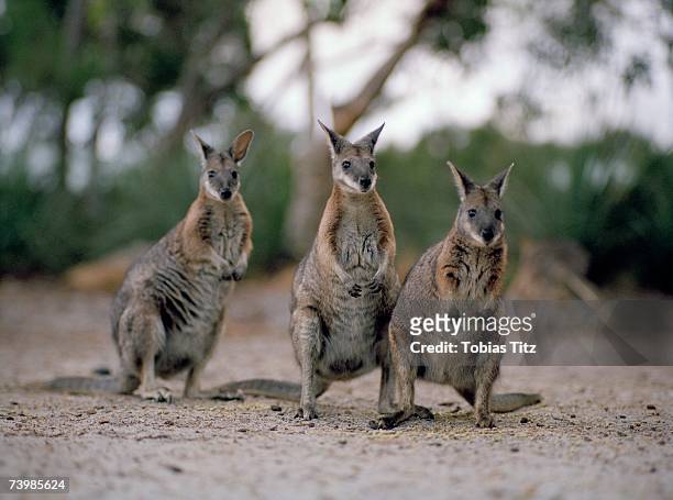 three wallabies standing side by side - wallaby stockfoto's en -beelden