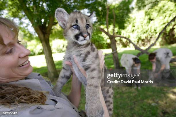 Chris Llewellyn, supervisor of wildlife plays with one of three 11 month old cougar cubs at Six Flags Discovery Kingdom on April 26, 2007 in Vallejo,...