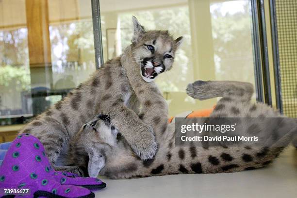 Two of three 11 month old cougar cubs play together at Six Flags Discovery Kingdom on April 26, 2007 in Vallejo, California. The cougar cubs were...