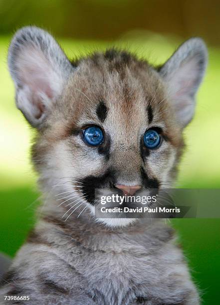 An orphaned 11 month old cougar cub plays at Six Flags Discovery Kingdom on April 26, 2007 in Vallejo, California. Three cougar cubs were given to...