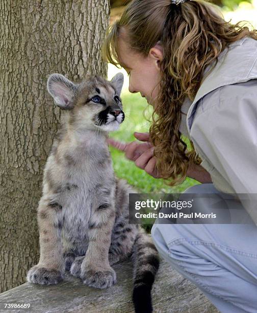 Chris Llewellyn, supervisor of wildlife plays with one of three 11 month old cougar cubs at Six Flags Discovery Kingdom on April 26, 2007 in Vallejo,...