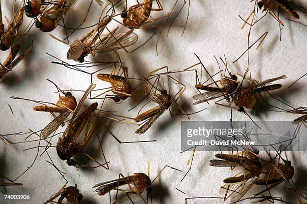 Field sample of mosquitoes that could carry West Nile Virus is seen at offices of the Riverside County Department of Environmental Health on April...