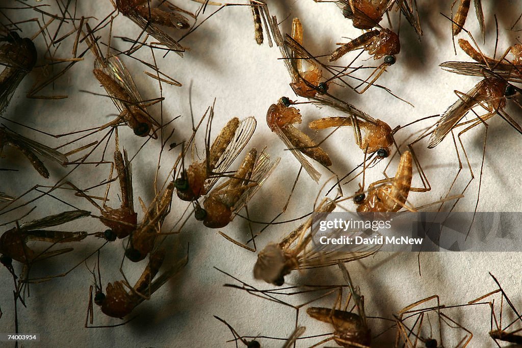 West Nile Virus Mosquitoes Return Early To California