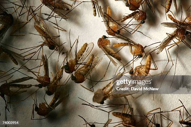 Field sample of mosquitoes that could carry West Nile Virus is seen at offices of the Riverside County Department of Environmental Health on April...
