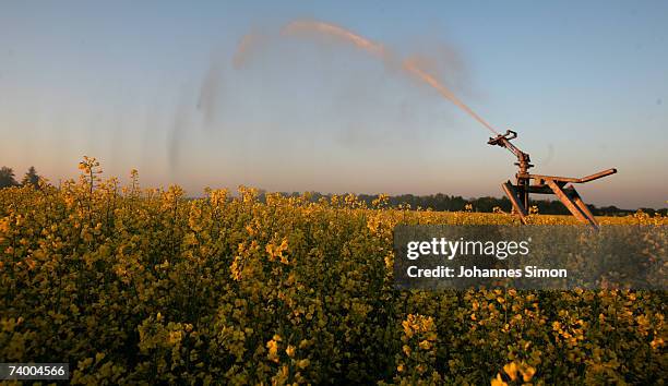 Canola field is irrigated in the early morning on April 27, 2007 in Kirchheim near Munich, Germany. According to weather forcasts, the unusual warm...