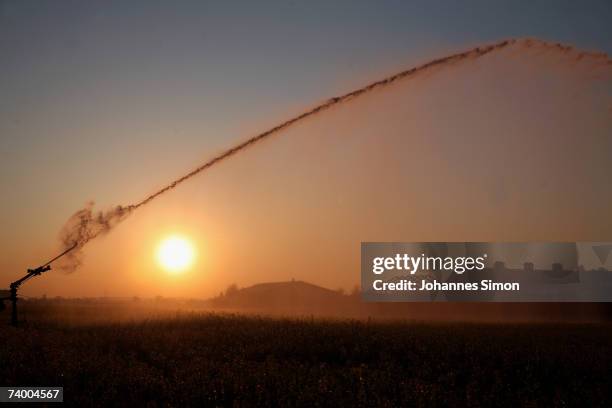 Canola field is irrigated in the early morning on April 27, 2007 in Kirchheim near Munich, Germany. According to weather forcasts, the unusual warm...