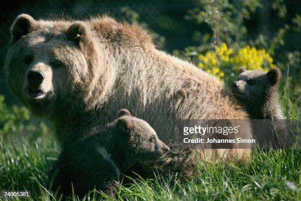 Brown bear cubs play with their mother, Mia, at a wildlife park on April 27 in Poing, Germany. There is a discussion in Bavaria over reintroducing...