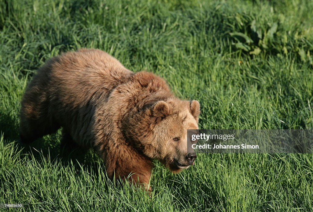 Brown Bear Cubs Born In Wildlife Park