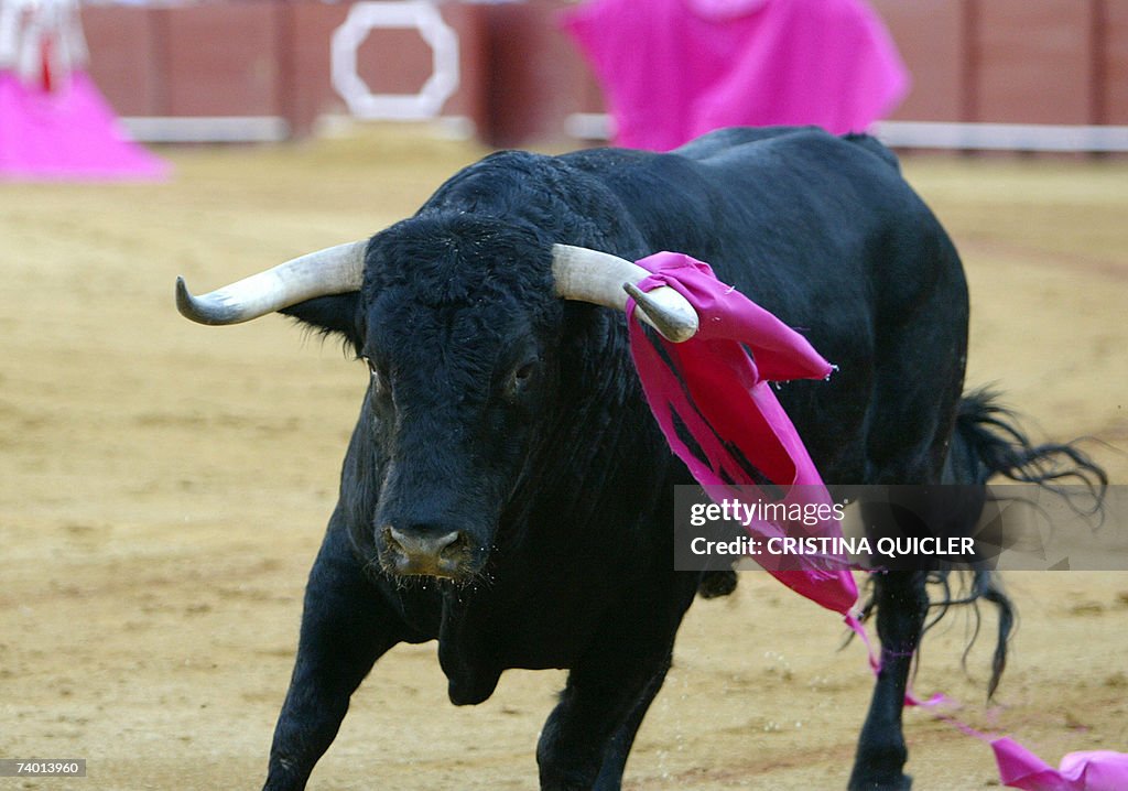 A raging bull runs round the ring after...