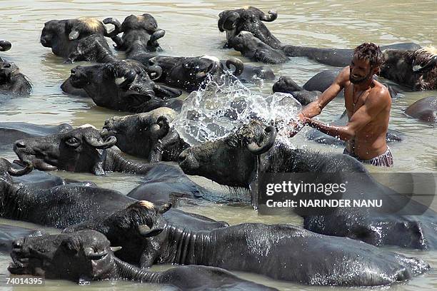 Indian stockman Bhagat Singh splashes his herd of buffalo with water as they stand in a canal flowing through the village of Vallah, some 7kms from...