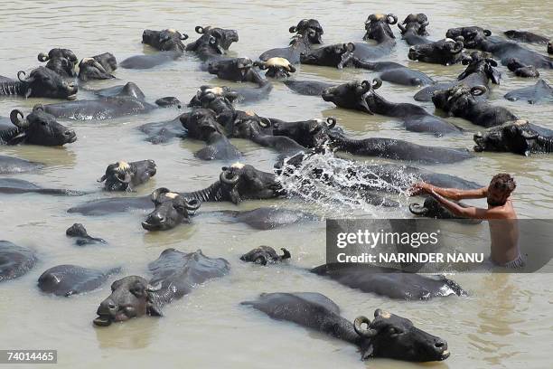 Indian stockman Bhagat Singh splashes his herd of buffalo with water as they stand in a canal flowing through the village of Vallah, some 7kms from...