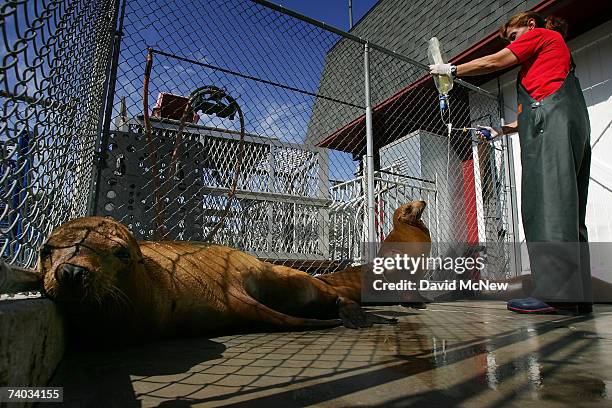 Animal care volunteer JoAnne Smith gives fluids to sea lions poisoned by toxic domoic acid, the result of an unusually large bloom of microscopic...