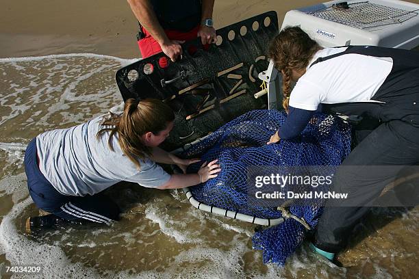 Animal care volunteers Sarah Mueller and Erica Kremer capture a sea lion poisoned by toxic domoic acid, the result of an unusually large bloom of...