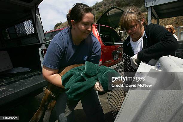 Animal care volunteer Kari Feilmeier puts an arriving malnourished sea lion pup into a kennel to take it into the nursery at a facility caring for...