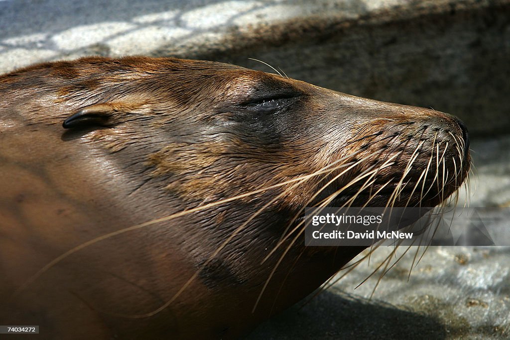 California Algae Bloom Kills And Sickens Hundreds Of Animals