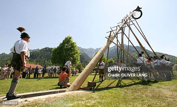 Bayrisch Gmain, GERMANY: Forty men in traditional Bavarian style clothes erect a may tree 01 May 2007 in Bayrisch Gmain, southern Germany. The...