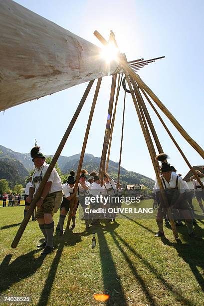 Bayrisch Gmain, GERMANY: Forty men in traditional Bavarian style clothes erect a may tree 01 May 2007 in Bayrisch Gmain, southern Germany. The...