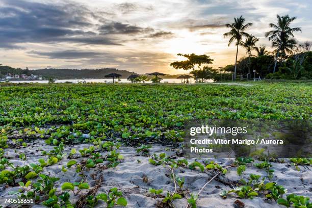 restinga vegetation in pontal beach, itacare, bahia, brazil - pontal stock pictures, royalty-free photos & images