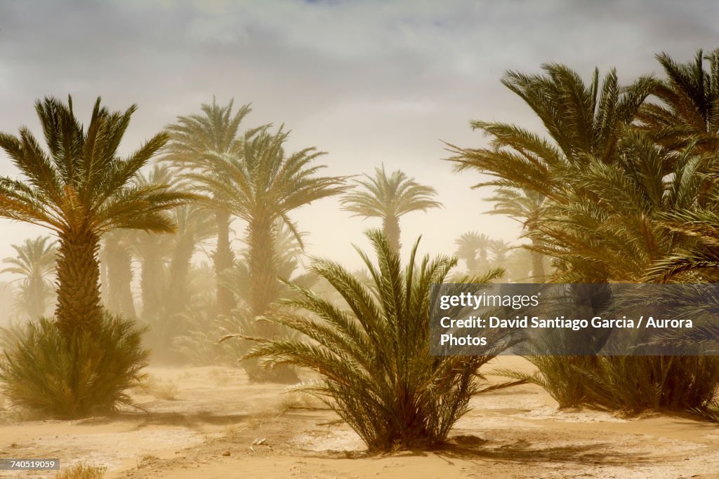 Scenery with date palm trees