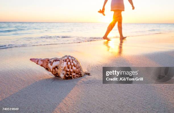 seashell on beach - puerto plata imagens e fotografias de stock
