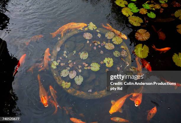 goldfish swimming in pond - fish pond stock pictures, royalty-free photos & images