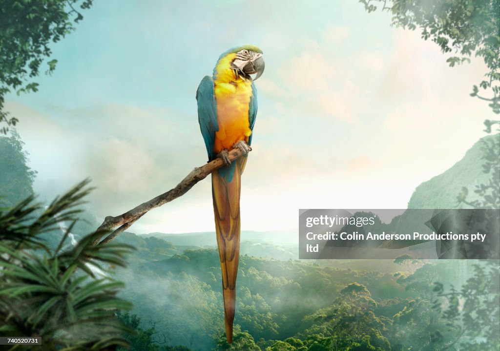 Parrot perched on branch