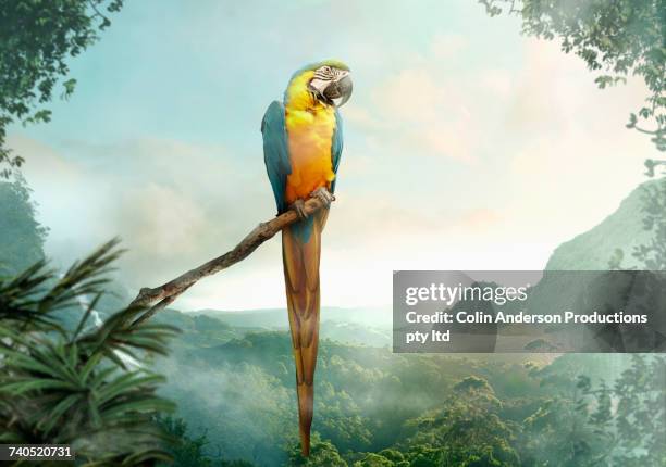 parrot perched on branch - gold and blue macaw stock pictures, royalty-free photos & images