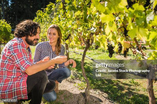 hispanic couple checking grapes in vineyard - whidbey island bildbanksfoton och bilder