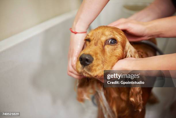 hands of female groomers showering cocker spaniel in bath at dog grooming salon - woman bath tub wet hair stock pictures, royalty-free photos & images