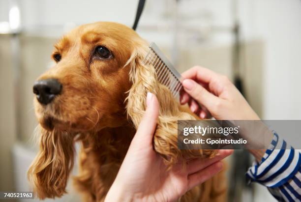 hands of female groomer combing cocker spaniels ear at dog grooming salon - combing stockfoto's en -beelden