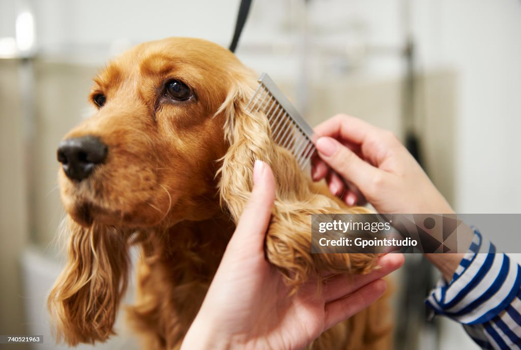 Hands of female groomer combing cocker spaniels ear at dog grooming salon