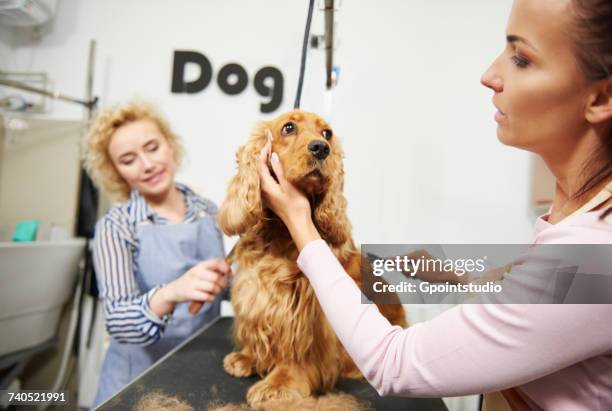 female groomers brushing cocker spaniel at dog grooming salon - pet grooming salon photos et images de collection