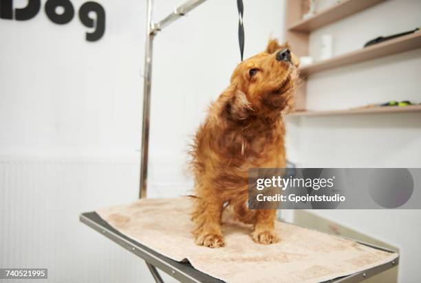 cocker spaniel shaking wet fur on table at dog grooming salon - dog shaking stock pictures, royalty-free photos & images