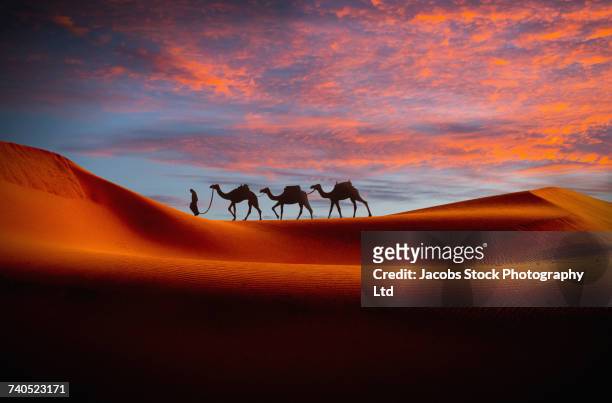 middle eastern man walking camels in desert at sunset - abu dhabi stock pictures, royalty-free photos & images
