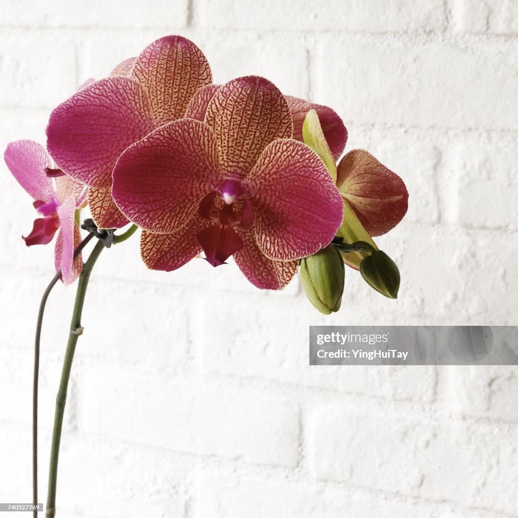 Orchid flowers against white brick wall