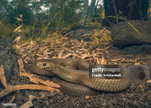 Australian Brown Python 226 Australian Brown Snake Stock Photos, High-Res Pictures, and Images ...