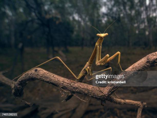 stick insect on branch at dusk, mulwala, new south wales, australia - australian outback animals stock pictures, royalty-free photos & images