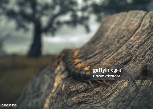 Centipede Wild Photos And Premium High Res Pictures Getty Images Centipede Wild Photos And Premium High Res Pictures Getty Images
