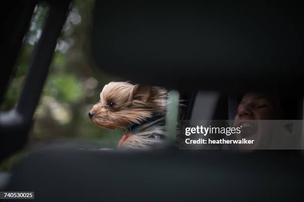 windswept dog and girl in a moving car - hochgefühl stock-fotos und bilder