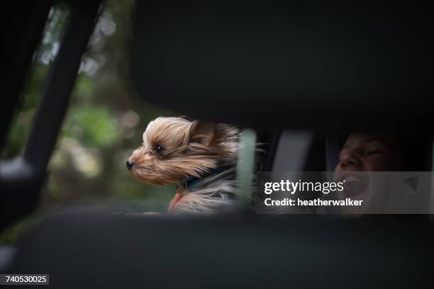 windswept dog and girl in a moving car - dog in car photos et images de collection